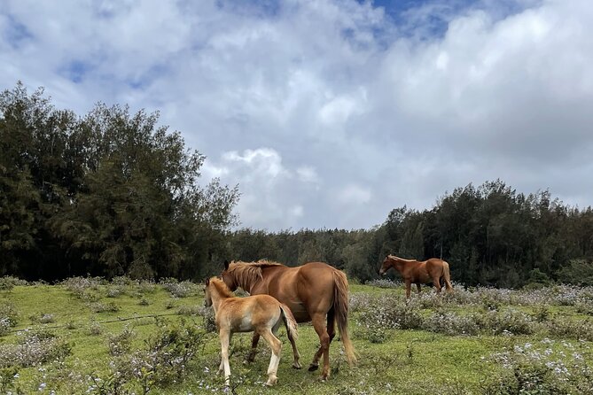 Waipi'o on Horseback: Mountain to Ocean Working Cattle Ranch - Meeting Location and Directions