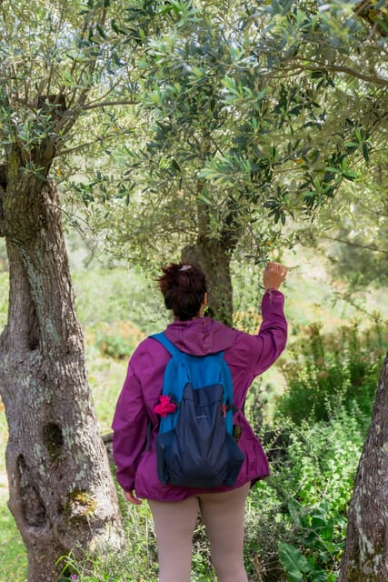 Walk Among the Olive Trees (Private Group Experience) - Tour Highlights
