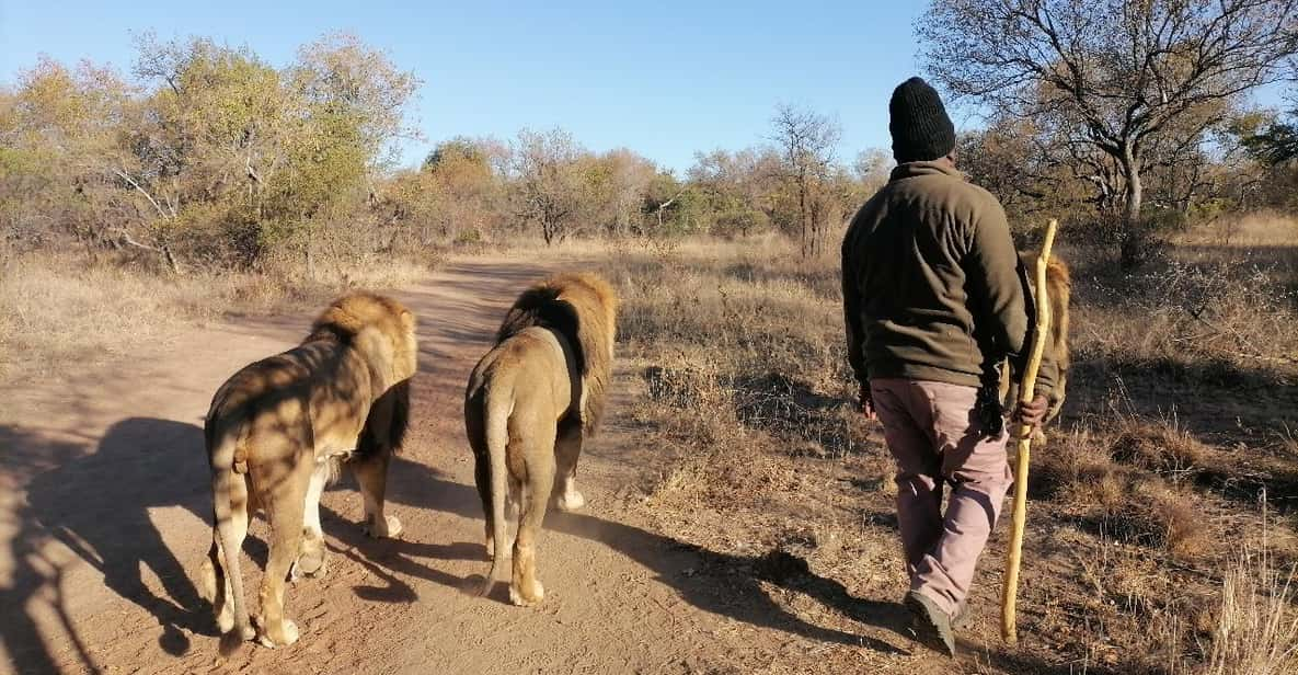 Walk With the LIONS - Unique Wildlife Encounter