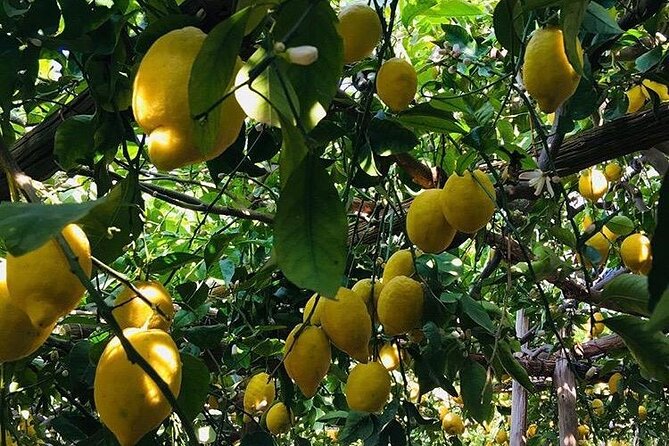 Walking Tour From Minori to Maiori Along the Path of the Lemons - Tour Duration and Difficulty
