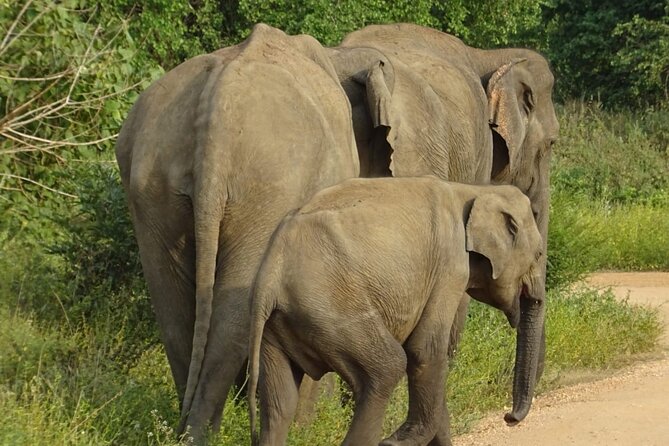 Wasgamuwa National Park Safari | Jeep With Tickets - Customer Review Insights