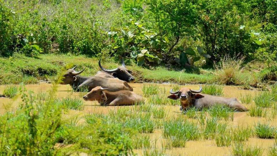 Wasgamuwa National Park Safari (Private Jeep) - Tour Duration and Group Size