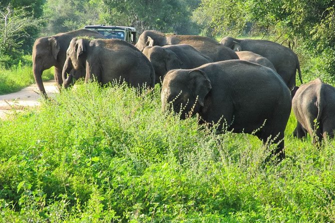 Wasgamuwa National Park Safari - Tour Schedule and Logistics