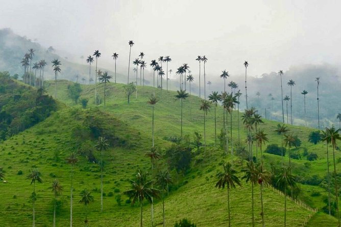 Wax Palms, Salento and Coffee Private Full Day Tour - Included Amenities