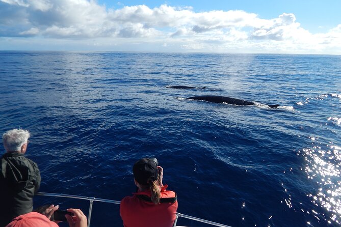 Whale and Dolphin Watching in Terceira Island Review - Health and Accessibility Guidelines