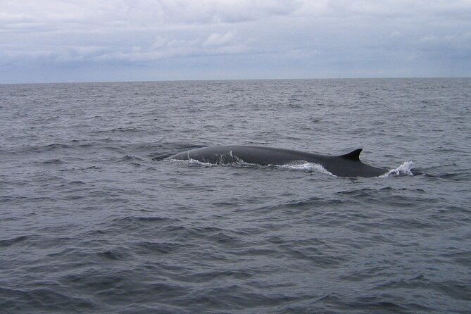 Whale & Dolphin Watching Tour - Meeting and Pickup Details