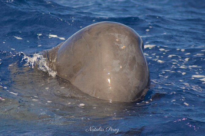 Whale Watching Activity in North Coast - Safety and Health Guidelines