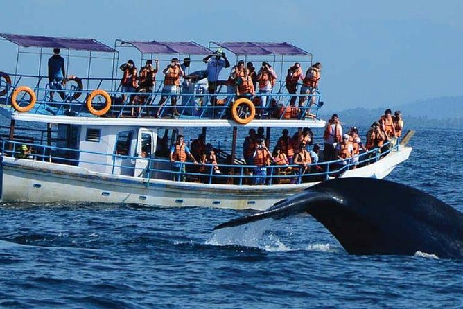 Whale Watching Experience in Mirissa - Transportation and Logistics