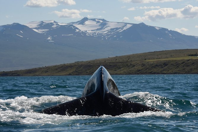 Whale Watching From the Heart of Akureyri - Sightings and Customer Experiences