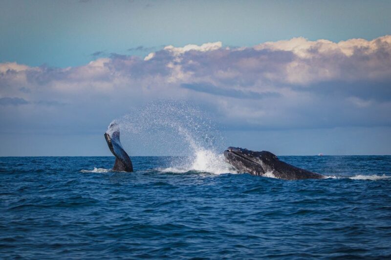 Whale Watching in Kalpitiya - Tour Details