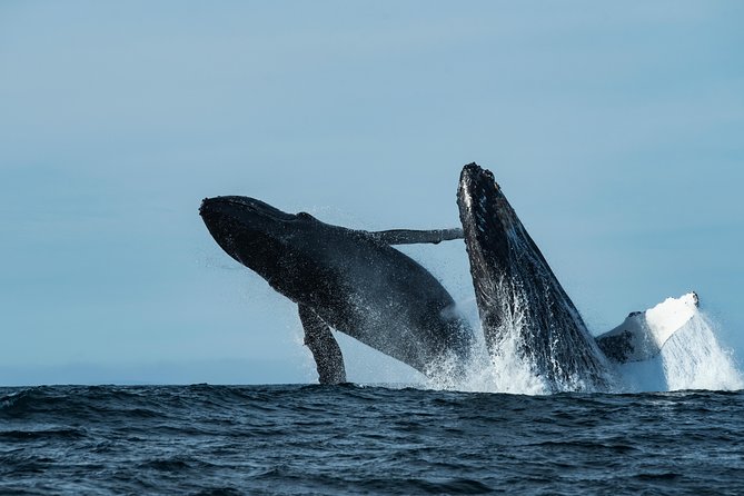 Whale Watching Monterey Bay Semi-Private Limited to 6 People Max - Accessibility Considerations