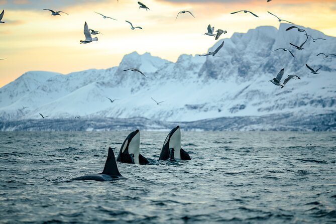 Whale Watching RIB Experience (Without Transfer Tromso-Skjervoy) - Meeting Details