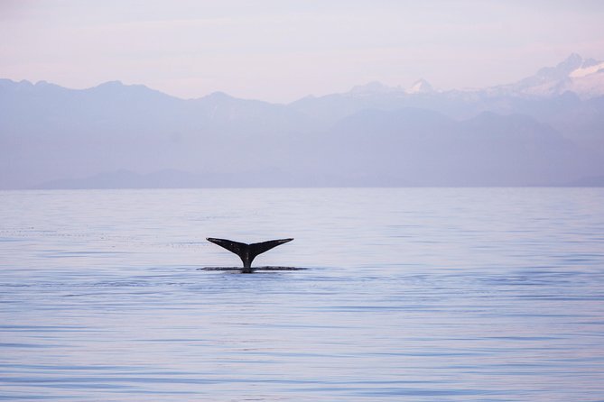 Whale-Watching Tour From Vancouver - Pickup Locations