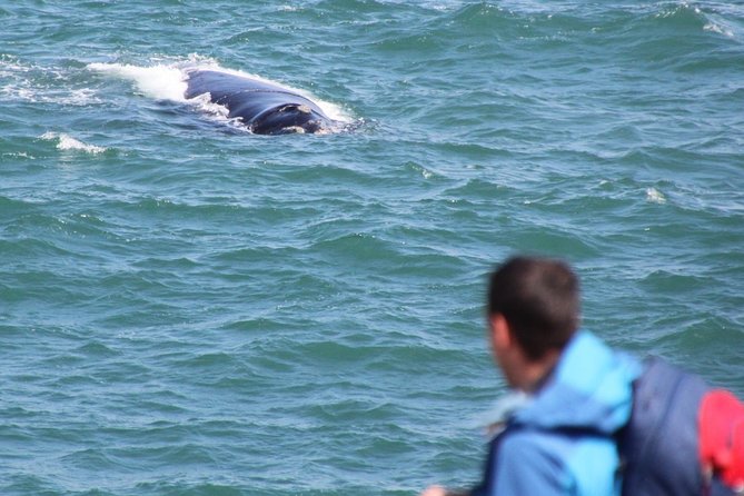 Whale Watching Walking Tours (Land-Based) - From JUNE - Meeting and Pickup Options