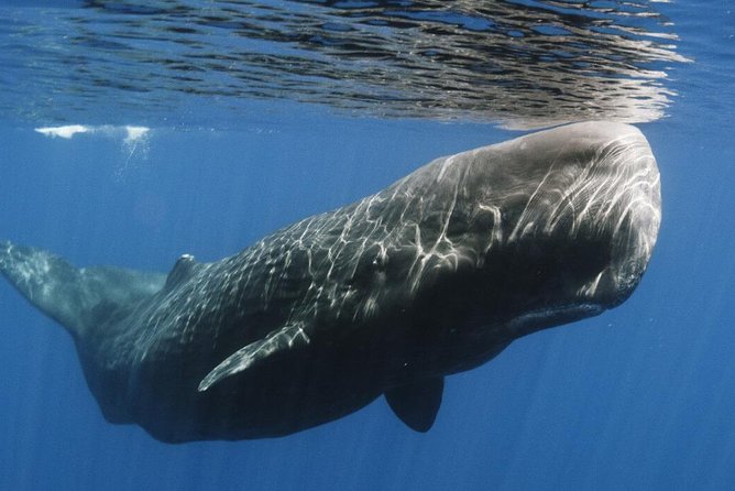 Whales and Dolphins Watching Mirissa - Galle Fort Exploration