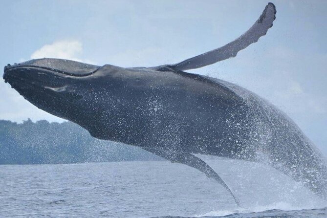 Whales and Dolphins Watching Tour From Manuel Antonio - Park Entrance and Inclusions