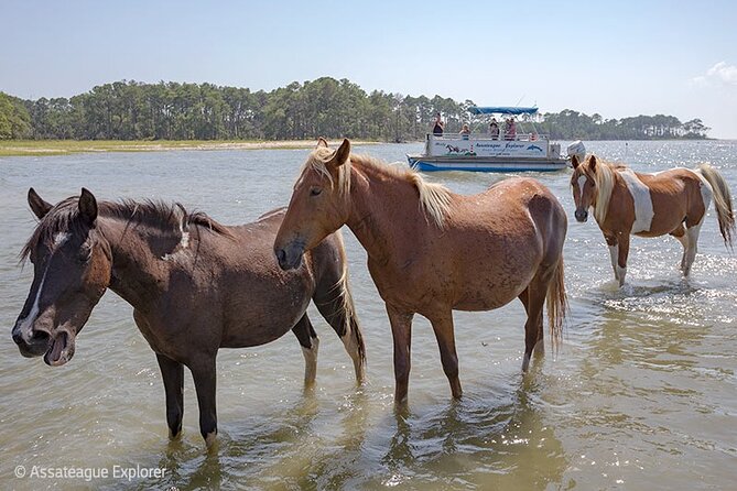 Wild Pony Watching Boat Tour From Chincoteague to Assateague - Recommendations and Improvements