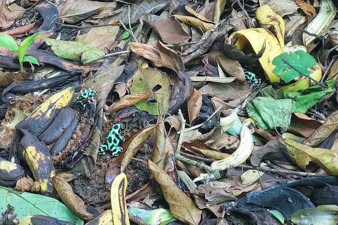 Wild, Sweet and Refreshing: A Tour of Cahuita, Bri-Bri and Ma-Cu - Medicinal Plants and Traditions