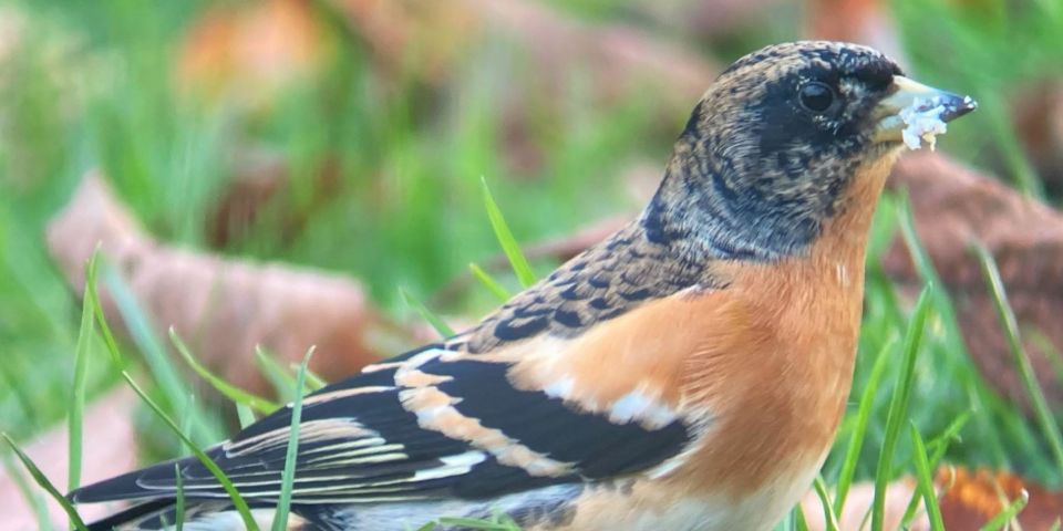 Wilder Skies - Somerset Nature Tours - Tour Types and Locations