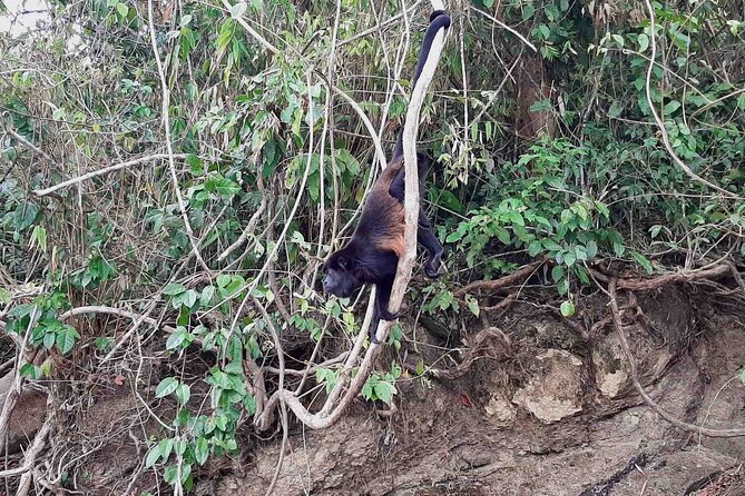 Wildlife Experience in the Panama Canal Along The Gatun Lake - Accessibility and Group Size