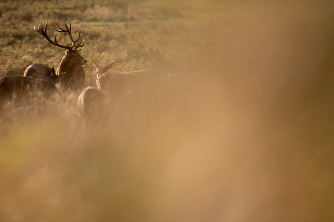Wildlife Photography Workshop in Richmond Park in London - Health and Accessibility Information