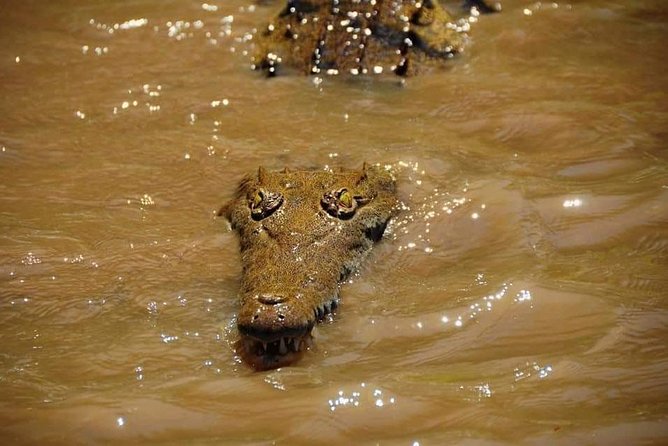 Wildlife Safari Tour - Accessibility and Additional Information