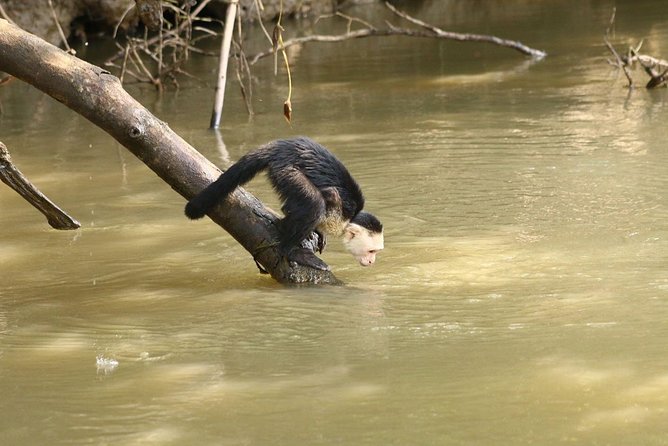 Wildlife Tour at Palo Verde National Park - About the Operator