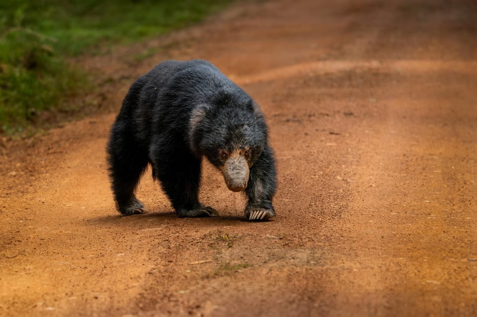 Wilpattu National Park : Full Day Safari (06:00am - 18:00pm) - Luxury Safari Jeep Experience