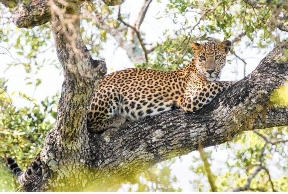 Wilpattu National Park: Morning or Evening Leopard Safari - Pickup and Schedule