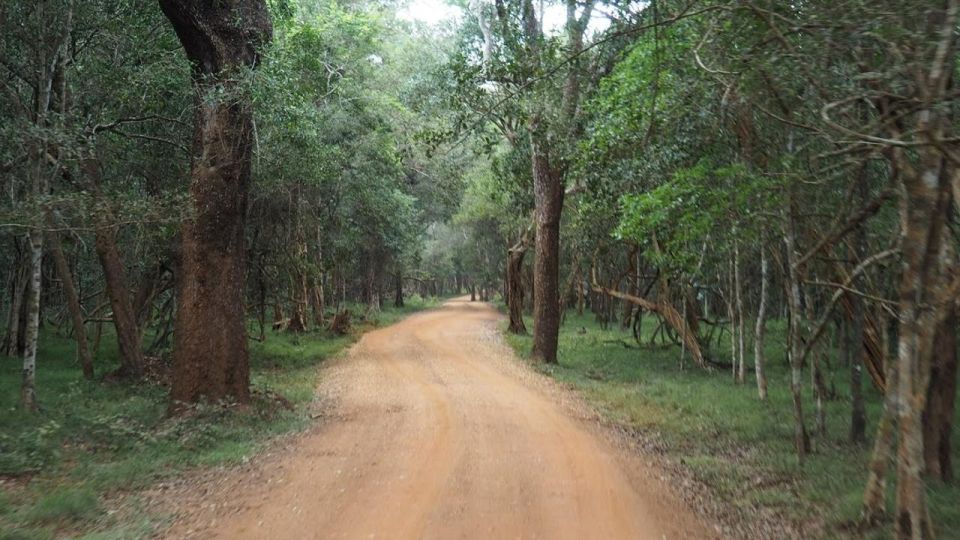 Wilpattu National Park With Safari Jeep & Entrance Ticket - Health and Safety Guidelines