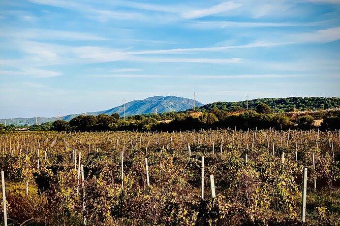 Wine & Food Tour in Sardinia : Small Group - Participant Information