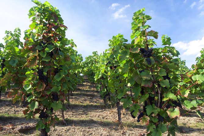 Wine Tasting Day Trip From Prague to Melnik - Meeting and Pickup Information