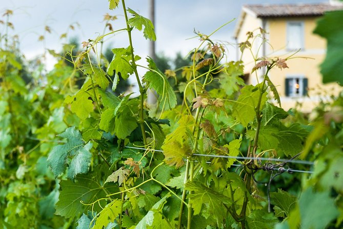 Winery Tour and Wine & Cheese Tasting - Visitor Reviews