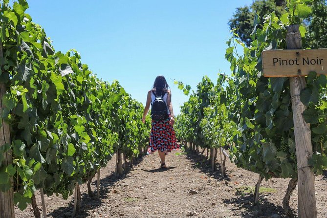 Wines and Paisajes: Unique Experience in Concha and Toro - Acclaimed Wines: Casillero and Don