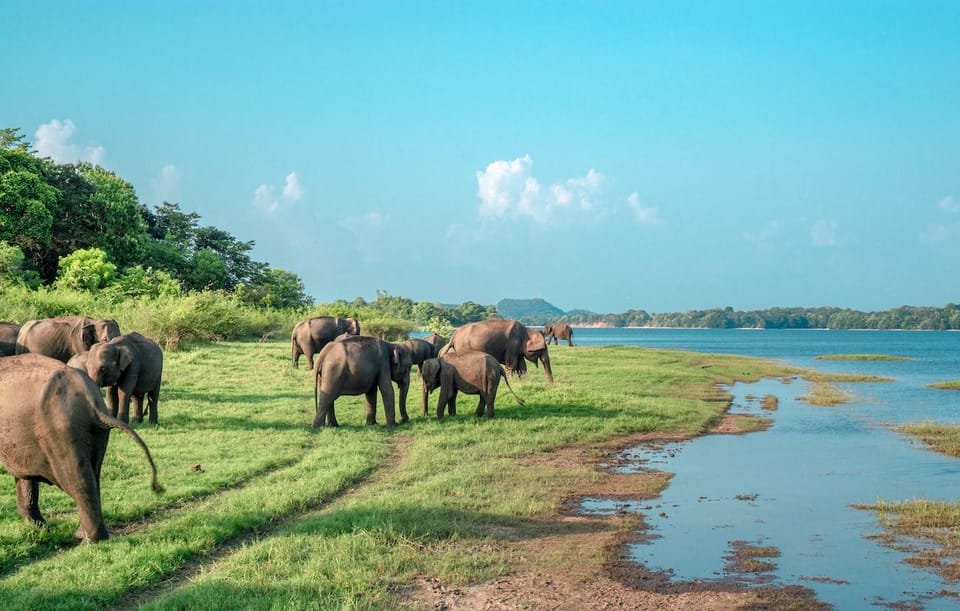 Wonder of Sigiriya Lion Rock and Minneriya Jeep Safari 4x4 - Wildlife and Photography