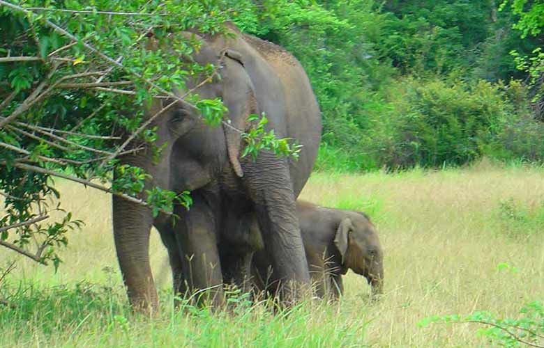 Wonder of Sri Lanka South Coast Yala, Udawalawe, Galle - Wildlife and Nature Experiences