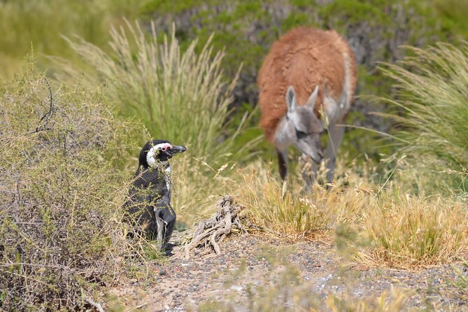 Wonderful Punta Tombo Penguin Rookery Tour for Cruise Passengers - Expert Guidance and Personalization