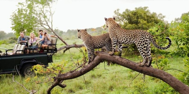 Yala Adventure: All-Inclusive Safari With Campsite Lunch - Wildlife Viewing
