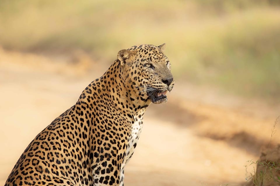 Yala National Park : Full Day Safari ( 4.30 Am - 6.00 Pm ) - Experiencing the Leopard Sightings