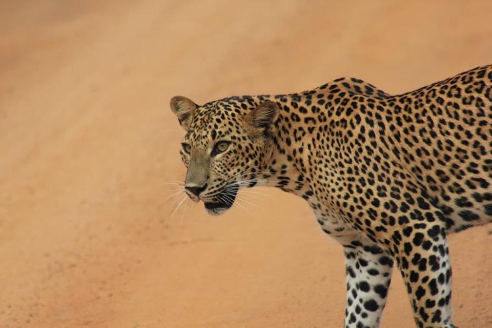 YALA National Park - Full Day Safari With Lunch & Breakfast - Wildlife Experience