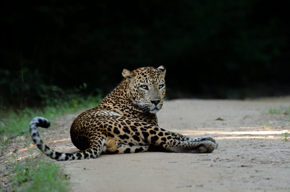 Yala: National Park Half Day Safari From Colombo - Inclusions and Transportation