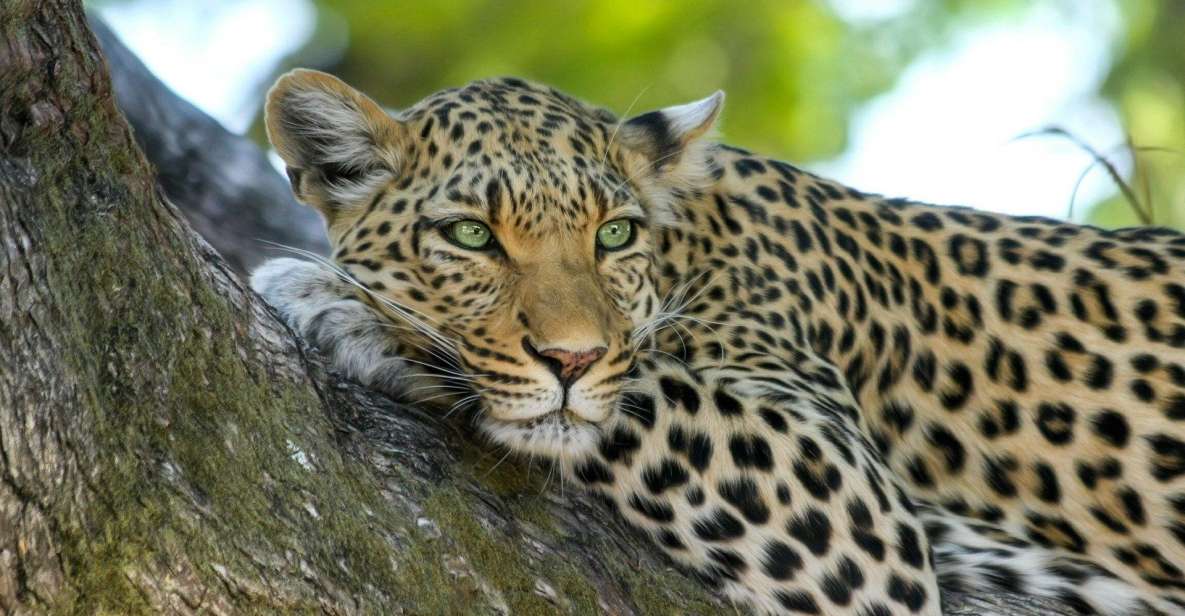 Yala National Park: Leopard Safari Day Tour From Colombo - Itinerary Highlights