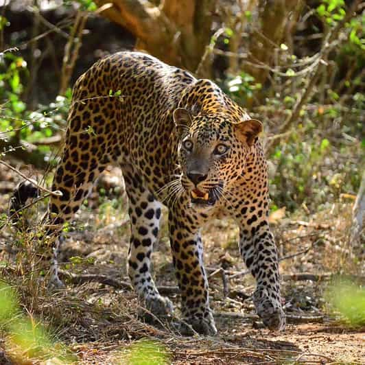 Yala National Park : Morning Afternoon Adventure Safari - Itinerary Highlights