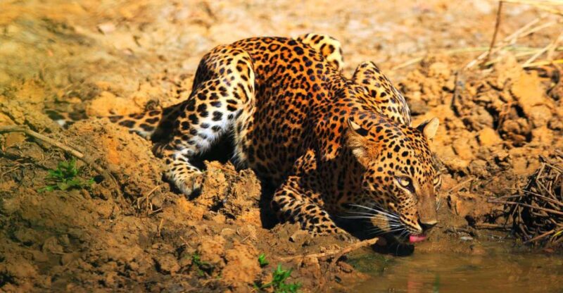 Yala National Park: Morning or Afternoon Game Drive - Leopard Concentration