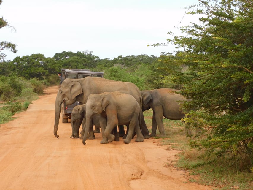 Yala National Park Morning Safari: 7 Hours Tour - Wildlife Highlights