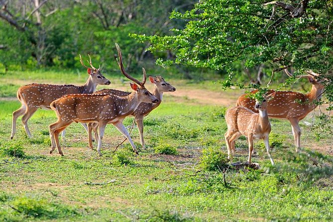 Yala National Park Private Safari (All Inclusive) From Mirissa - Wildlife Spotting Opportunities