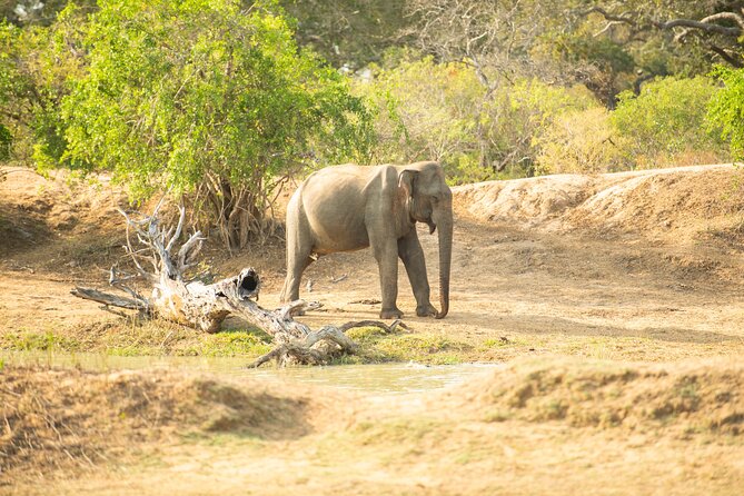 Yala National Park Private Safari Tour - Tour Duration and Experience
