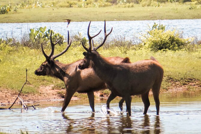 Yala National Park Safari From Hambantota Seaport - Meeting and Pickup Details
