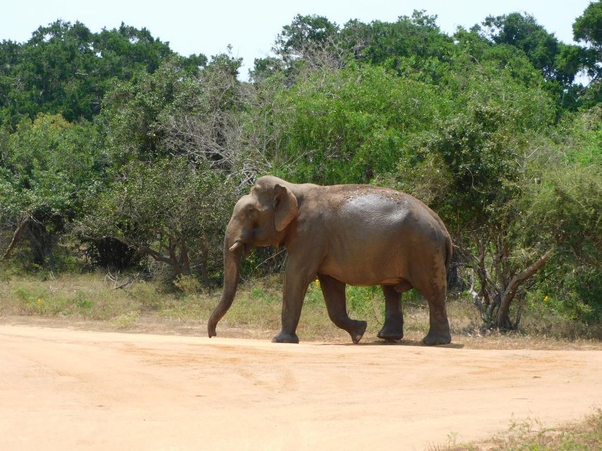 Yala National Park Safari PRIVATE TOURS- Half Day & Full Day - Safari Experience and Highlights