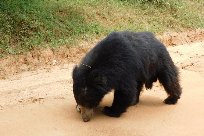 Yala National Park Safari Tours - 2 Options - Park Features and Landscape